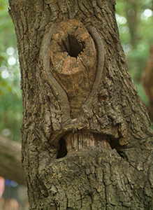 Thumbnail Image 1