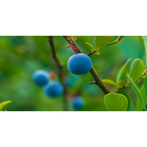 Thumbnail Image 1