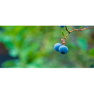 Thumbnail Image 1