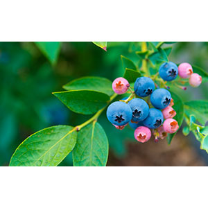 Thumbnail Image 1