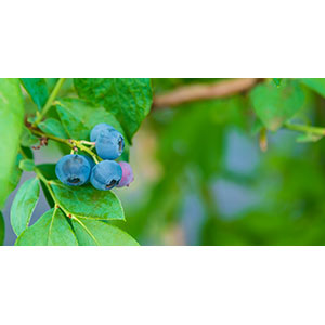 Thumbnail Image 1