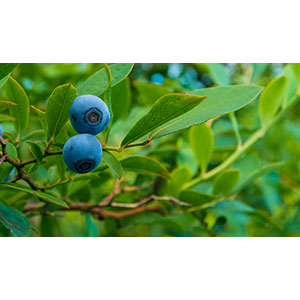 Thumbnail Image 1
