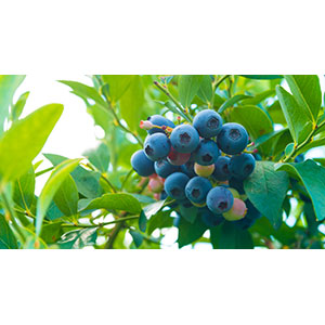 Thumbnail Image 1
