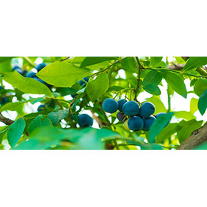 Thumbnail Image 1