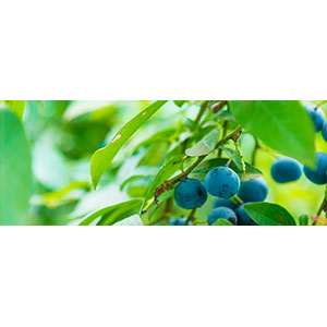 Thumbnail Image 1