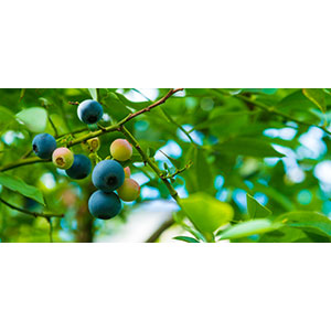 Thumbnail Image 1