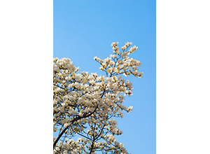 Thumbnail Image 1