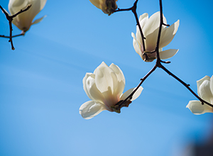 Thumbnail Image 1