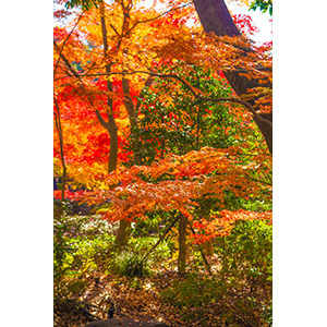 Thumbnail Image 1