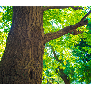 Thumbnail Image 1