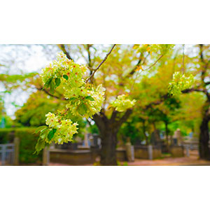 Thumbnail Image 1