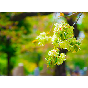 Thumbnail Image 1