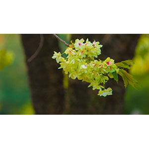 Thumbnail Image 1