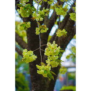 Thumbnail Image 1