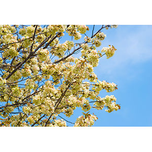 Thumbnail Image 1