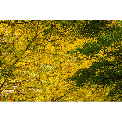 Thumbnail Image 1