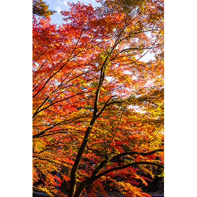Thumbnail Image 1