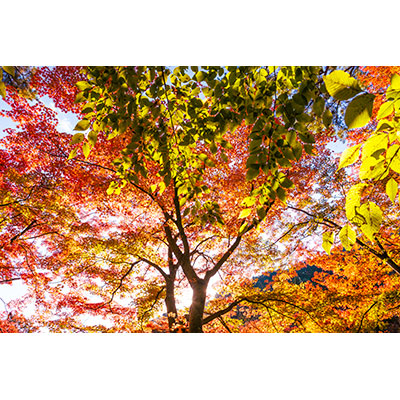 Thumbnail Image 1