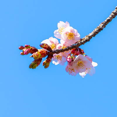 Thumbnail Image 1