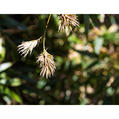 Thumbnail Image 1