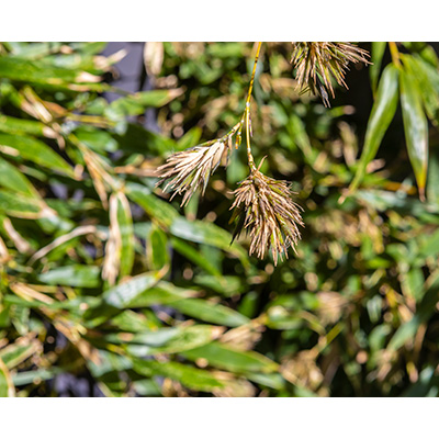 Thumbnail Image 1
