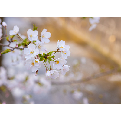 Thumbnail Image 1