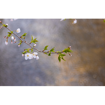 Thumbnail Image 1