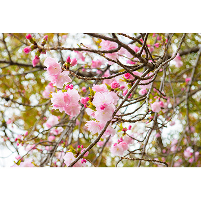 Thumbnail Image 1