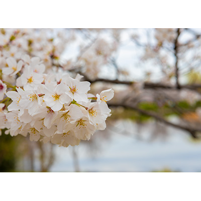 Thumbnail Image 1