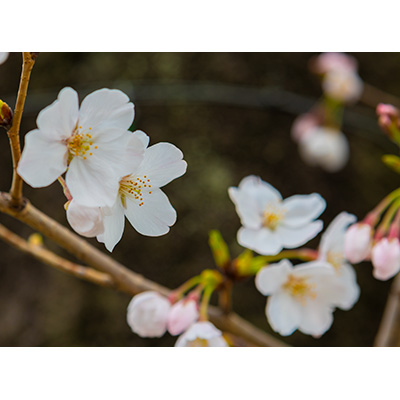 Thumbnail Image 1