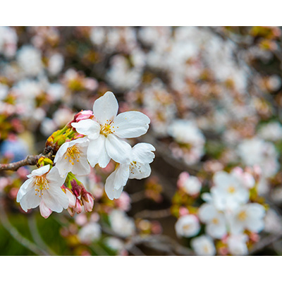 Thumbnail Image 1