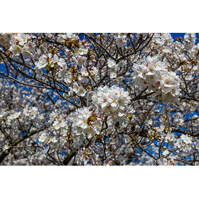 Thumbnail Image 1