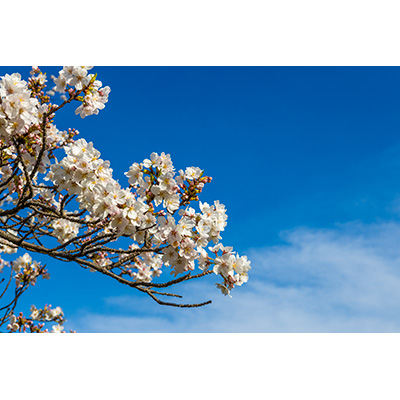 Thumbnail Image 1