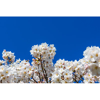 Thumbnail Image 1