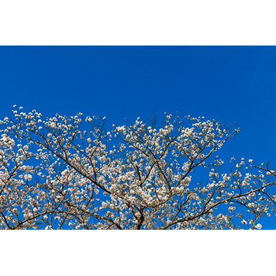 Thumbnail Image 1