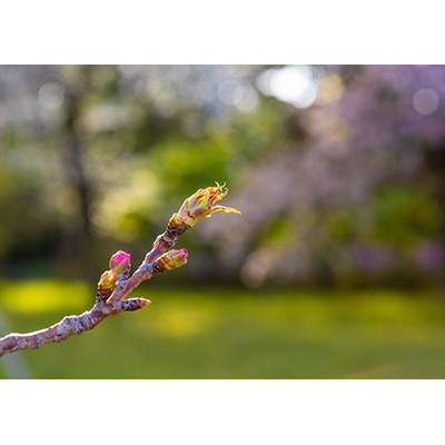 Thumbnail Image 1