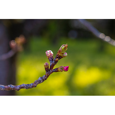 Thumbnail Image 1