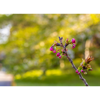 Thumbnail Image 1
