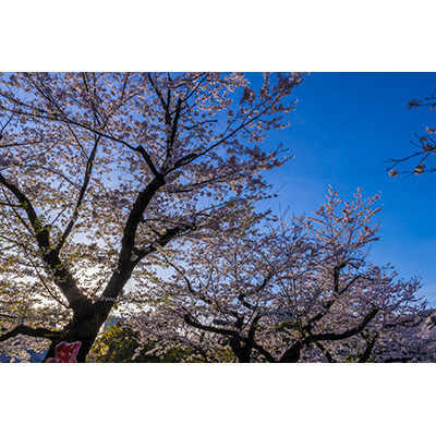 Thumbnail Image 1