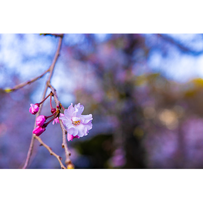 Thumbnail Image 1