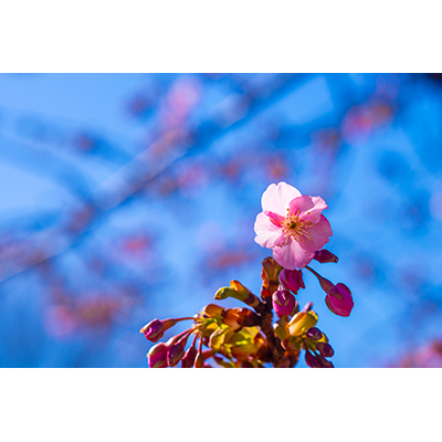 Thumbnail Image 1