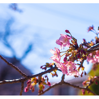 Thumbnail Image 1