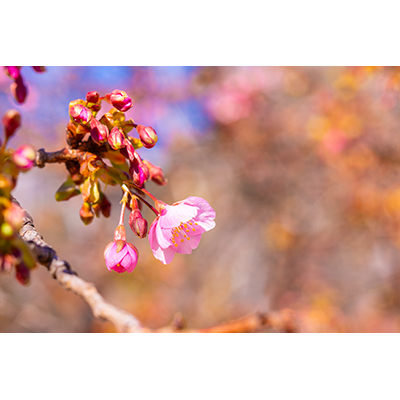 Thumbnail Image 1