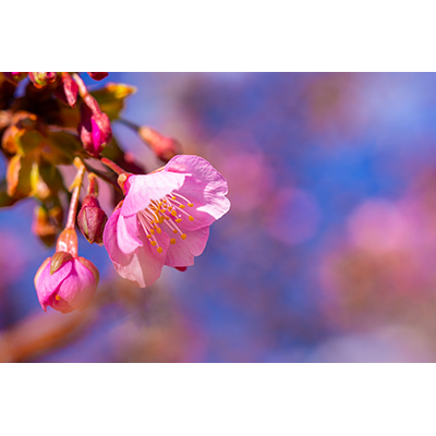 Thumbnail Image 1