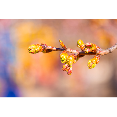 Thumbnail Image 1