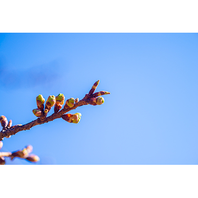 Thumbnail Image 1