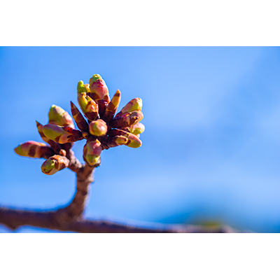 Thumbnail Image 1