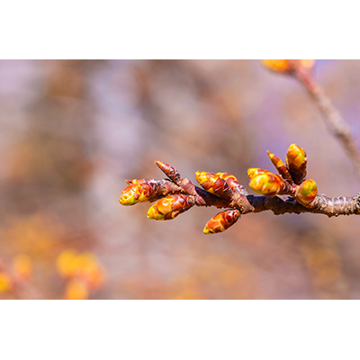 Thumbnail Image 1