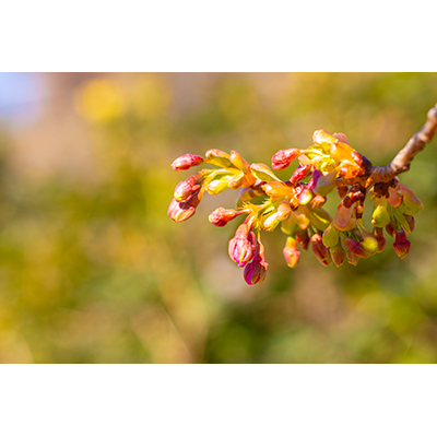 Thumbnail Image 1