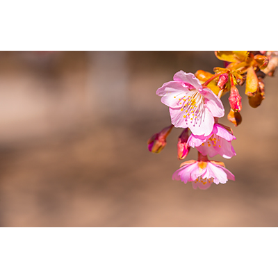 Thumbnail Image 1